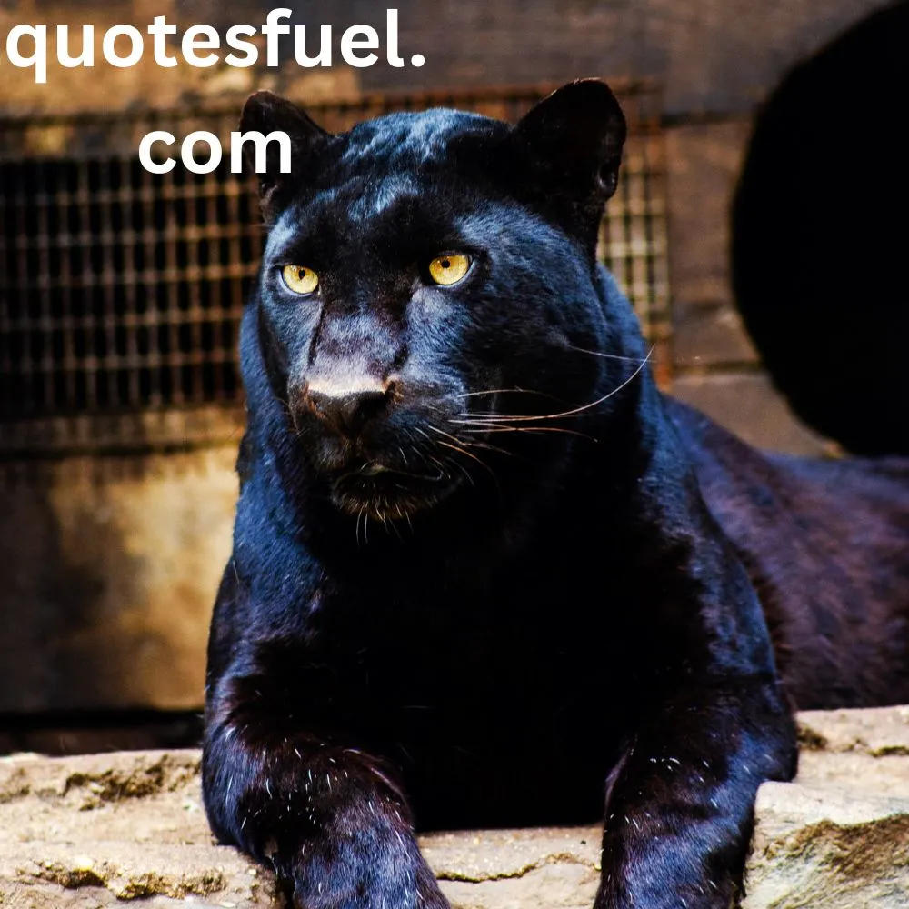 Best Black Panther Quotes
