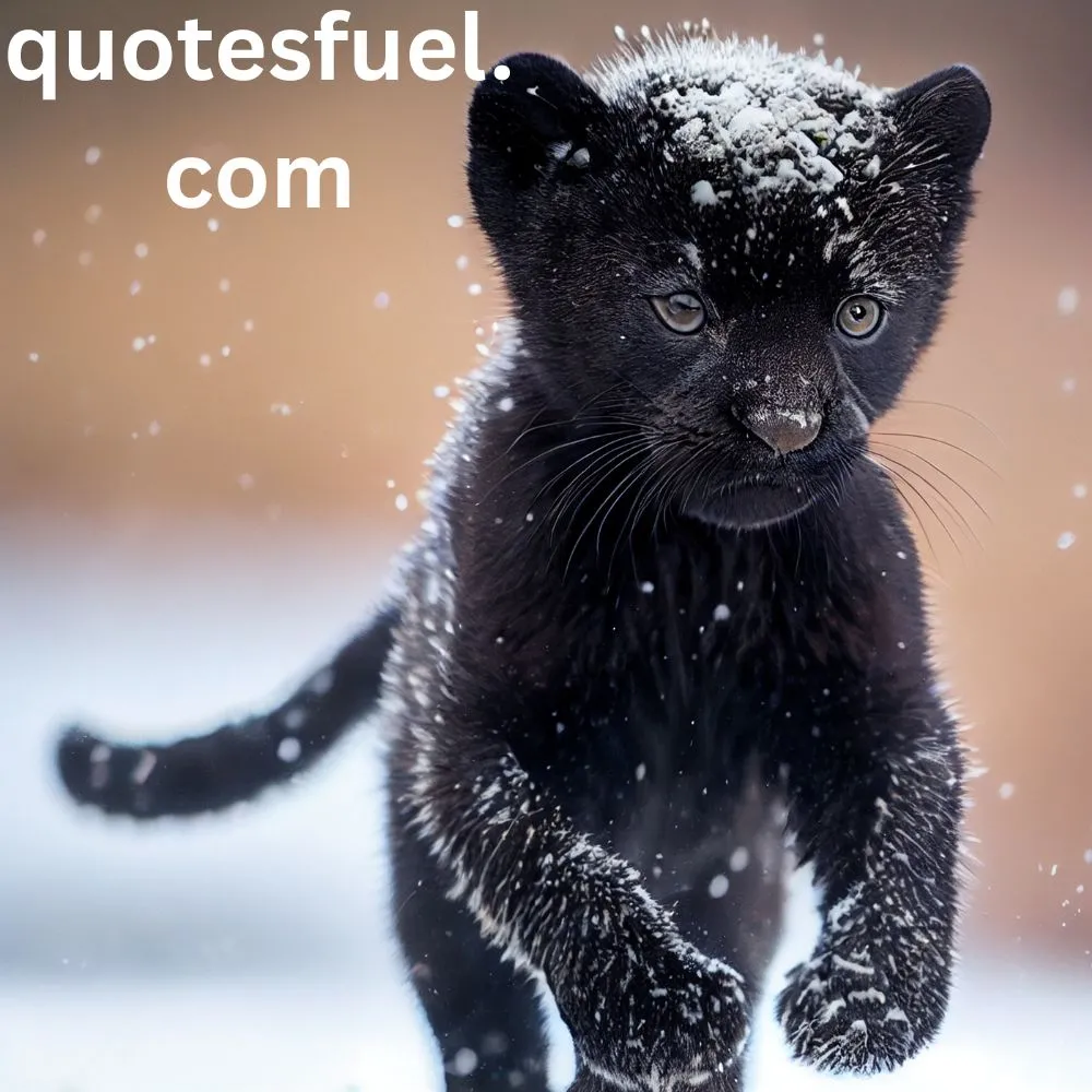 Black Panther Quotes Civil Rights