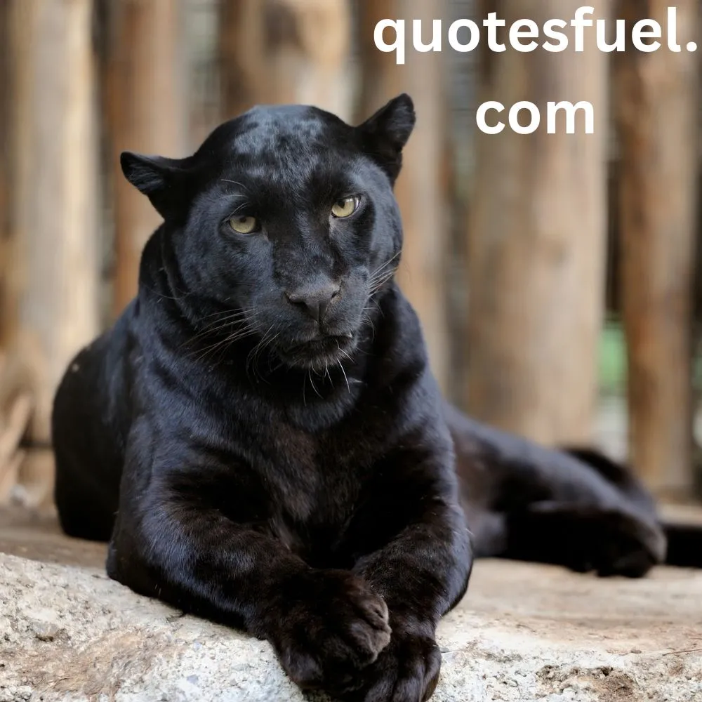 Black Panther Quotes Inspirational