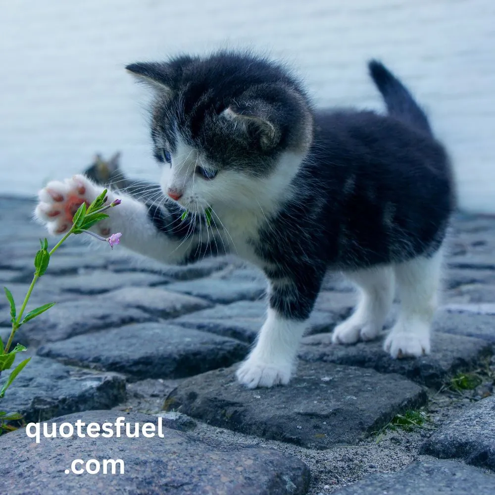 Dark Cheshire Cat Quotes