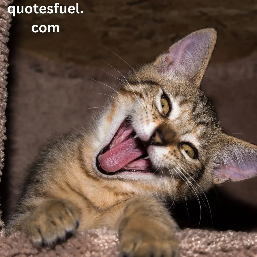 Humor Happy Thanksgiving Quotes Funny