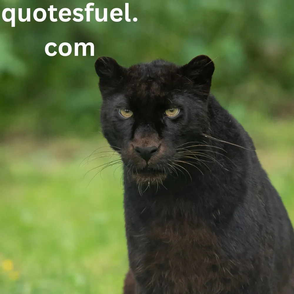 Inspirational Black Panther Quotes